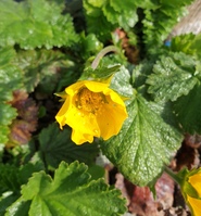 Geum montanum SDR5495 